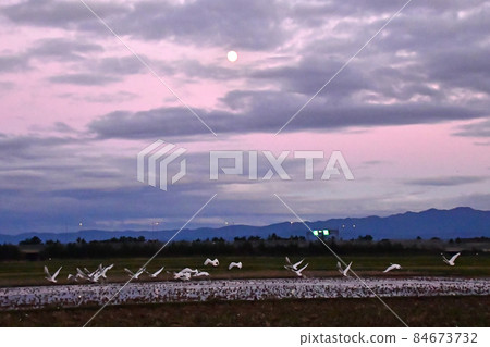 禧瑪諾天鵝 84673732