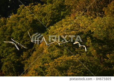 Shimano swan 84673805