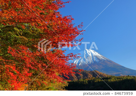Nishiko, Fujikawaguchiko-cho, Minamitsuru-gun, Yamanashi Prefecture A view of the autumnal maples and Mt. Fuji on the shore of the lake 84673959