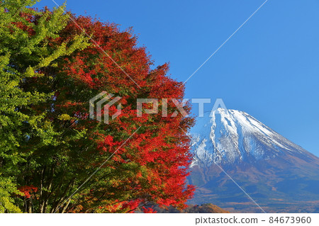 Nishiko, Fujikawaguchiko-cho, Minamitsuru-gun, Yamanashi Prefecture A view of the autumnal maples and Mt. Fuji on the shore of the lake 84673960