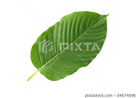 Green Mitragyna speciosa Korth Leaf  (Kratom) isolated on white background, Health Care and Midical Concept 84674096