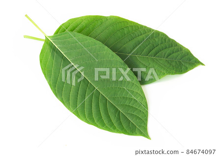 Green Mitragyna speciosa Korth Leaves (Kratom) isolated on white background, Health Care and Midical Concept 84674097