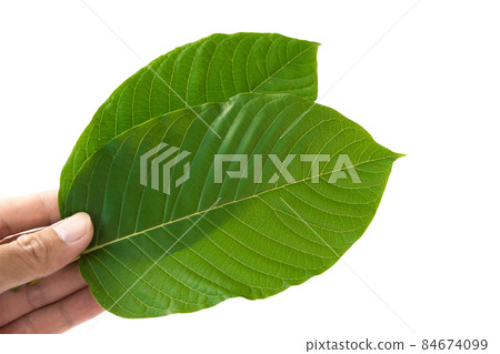 Hand holding Green Mitragyna speciosa Korth Leaves (Kratom) isolated on white background, Health Care and Midical Concept 84674099