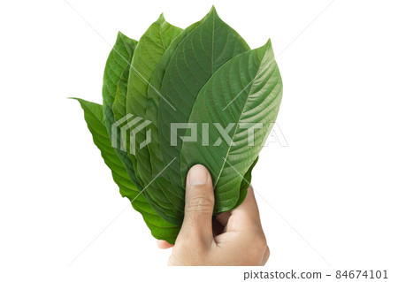 Hand holding Green Mitragyna speciosa Korth Leaves (Kratom) isolated on white background, Health Care and Midical Concept 84674101