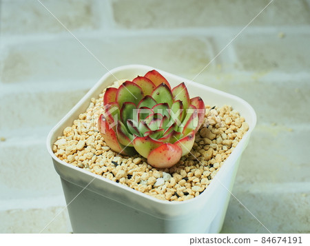 多肉植物 Pridonis 多肉植物 Pridonis 84674191