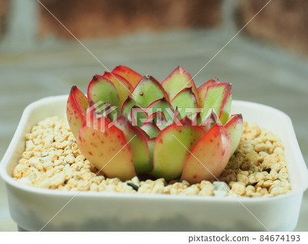 多肉植物 Pridonis 多肉植物 Pridonis 84674193