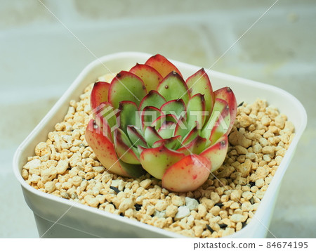 多肉植物 Pridonis 多肉植物 Pridonis 84674195