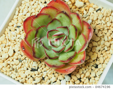 多肉植物 Pridonis 多肉植物 Pridonis 84674196