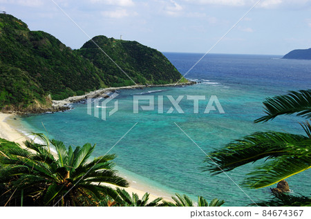 奄美市達鄉町今崎海灘的蘇鐵群落 84674367