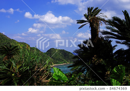 奄美市達鄉町今崎沿岸的一群蘇鐵 84674369