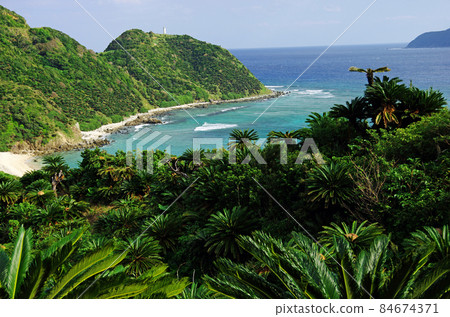 Cycad colony along the coast of Imaizaki in Tatsugo Town, Amami 84674371