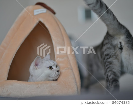 一隻貓 一隻貓 84674385
