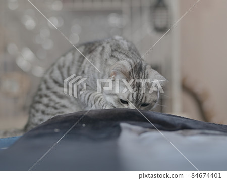 一隻貓 一隻貓 84674401