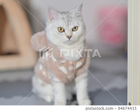 一隻貓 一隻貓 84674415