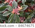 Frost-fringed Christmas rose and maple leaves fallen on it 84674675
