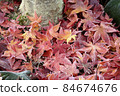 Marbled slightly on the piled maple leaves 84674676