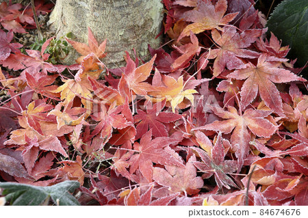 Marbled slightly on the piled maple leaves Marbled slightly on the piled maple leaves 84674676