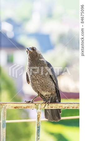 The western jackdaw on the metal railing looks up at the blurry city background The western jackdaw on the metal railing looks up at the blurry city background 84675096
