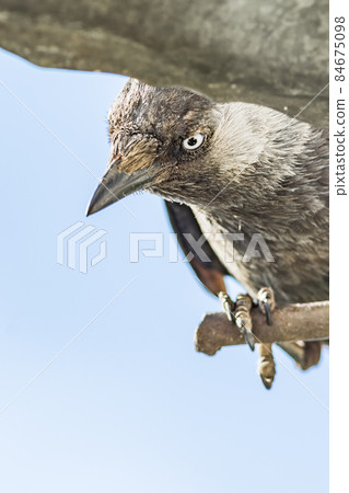 Scary jackdaw staring and blinking at the sky Scary jackdaw staring and blinking at the sky 84675098