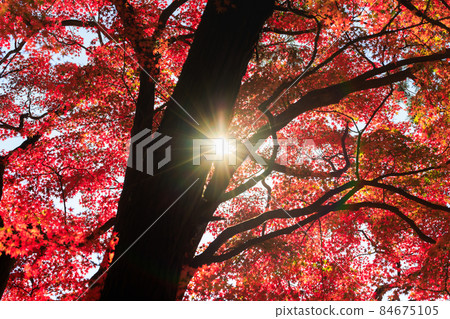 Autumn leaves light and shadows Autumn leaves light and shadows 84675105