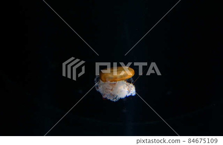 Spotted jellyfish floating in the dark 84675109