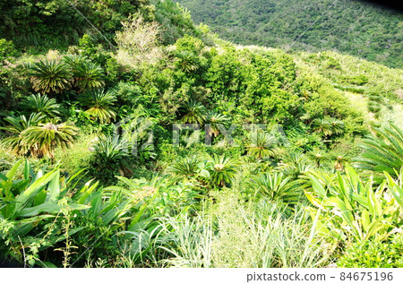 Cycad colony along the coast of Imaizaki in Tatsugo Town, Amami 84675196