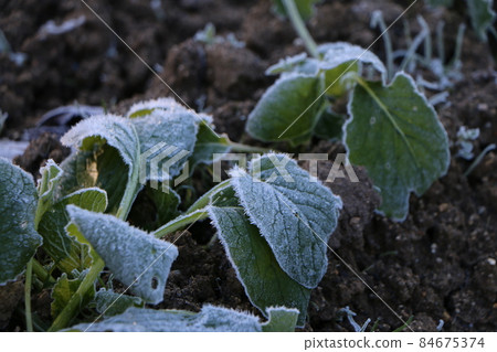 Frosted and pure white leaves Frosted and pure white leaves 84675374