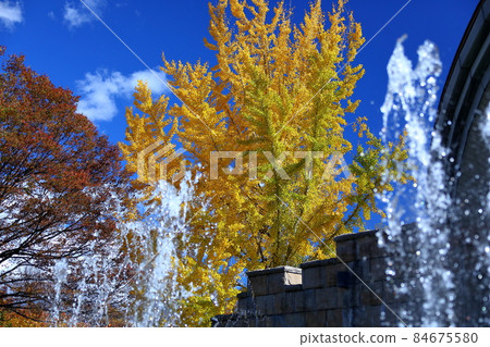 山梨縣山梨市蝦夷原吹吹川水果公園的黃葉銀杏 84675580