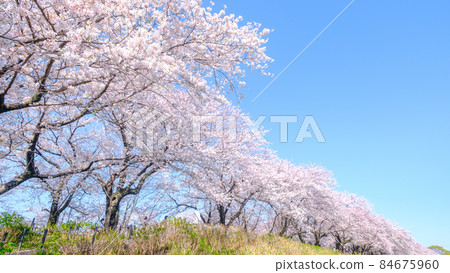 一排櫻花樹(Gongendo Tsutsumi) 一排櫻花樹(Gongendo Tsutsumi) 84675960