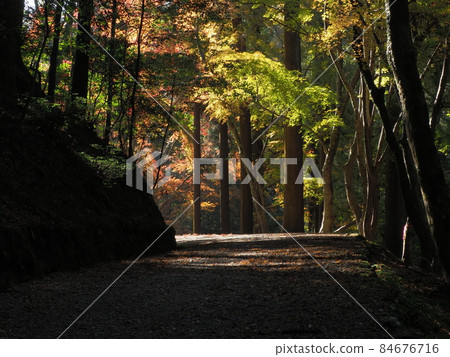 Autumn forest road in autumn colors 84676716