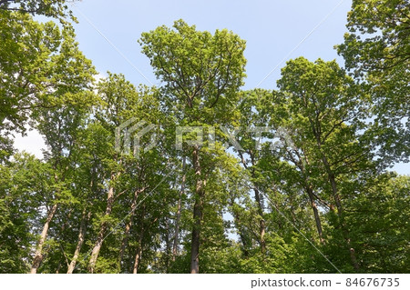Spring Green Leaves 84676735