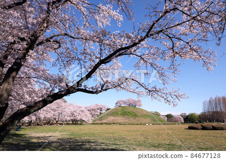 Kofun和櫻花 Kofun和櫻花 84677128