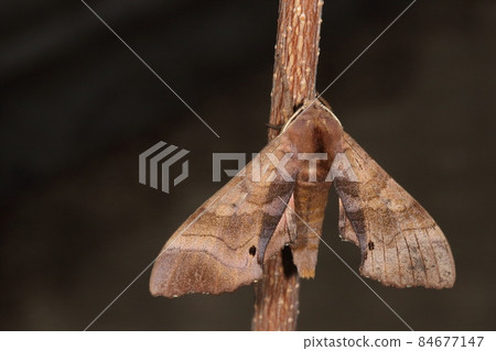 Creatures, insects, peach spiders, unlike their names, the table looks sober. The pink color of the hind wings is slightly peeked out. Creatures, insects, peach spiders, unlike their names, the table looks sober. The pink color of the hind wings is slightly peeked out. 84677147
