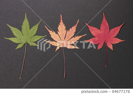 黑色背景中的楓葉 84677178