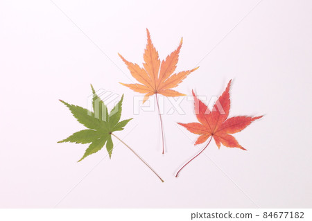Japanese maple leaves on a white background Japanese maple leaves on a white background 84677182