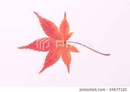 Japanese maple leaves on a white background 84677183