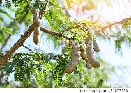 Tamarind tree, ripe tamarind fruit on tree with leaves in summer background, Tamarind plantation agricultural farm orchard tropical garden 84677280