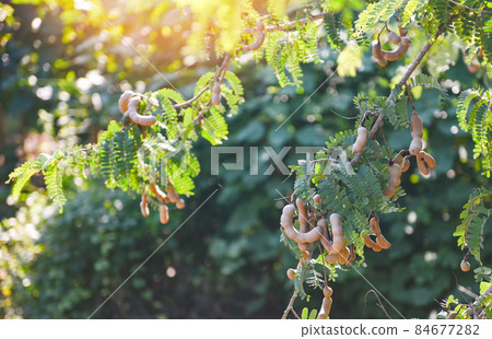Tamarind tree, ripe tamarind fruit on tree with leaves in summer background, Tamarind plantation agricultural farm orchard tropical garden 84677282