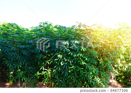 Cassava leaves crops in green, tropical tree plant cassava plantation green fields nature agricultural farm plant tree 84677306