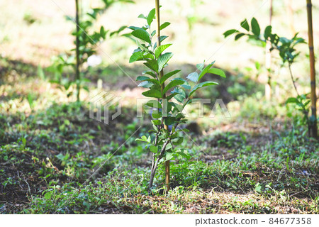 Guava tree tropical plant guava plantation green fields nature agricultural farm plant tree orchard 84677358