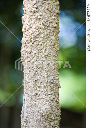 Termite nest, termite wood tree pole on nature Termite nest, termite wood tree pole on nature 84677359