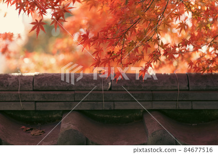 Fence tiles and maple leaves that turned red. November Fence tiles and maple leaves that turned red. November 84677516
