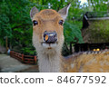 Nara deer 84677592