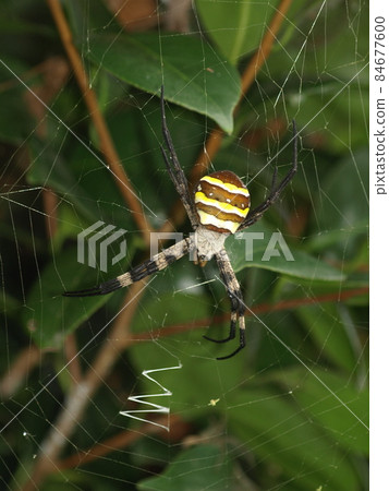 蜘蛛(福岡縣絲島市的Argiope amoena) 蜘蛛(福岡縣絲島市的Argiope amoena) 84677600