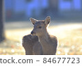 Fawn in Nara Park 84677723