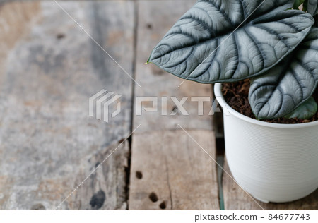 close up of Alocasia silver dragon leave with copy space close up of Alocasia silver dragon leave with copy space 84677743