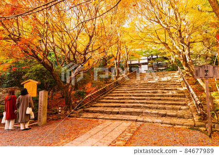 京都Ryoan寺廟在秋天 84677989