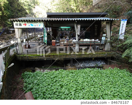 Wasabi field of Joren Falls in Shizuoka Landscape photograph of Japan Wasabi field of Joren Falls in Shizuoka Landscape photograph of Japan 84678187