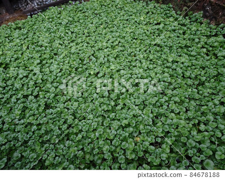 Wasabi field of Joren Falls in Shizuoka Landscape photograph of Japan Wasabi field of Joren Falls in Shizuoka Landscape photograph of Japan 84678188