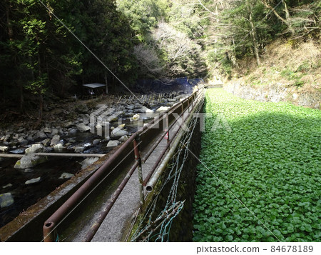 Wasabi field of Joren Falls in Shizuoka Landscape photograph of Japan 84678189